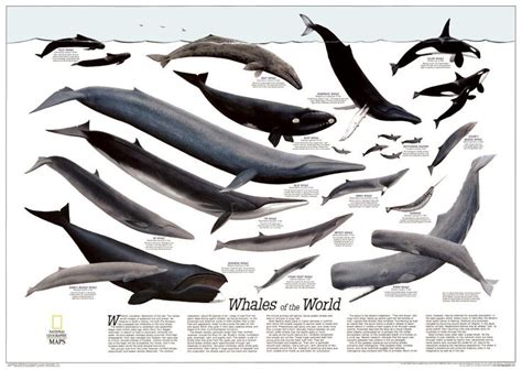 whales of the world size chart